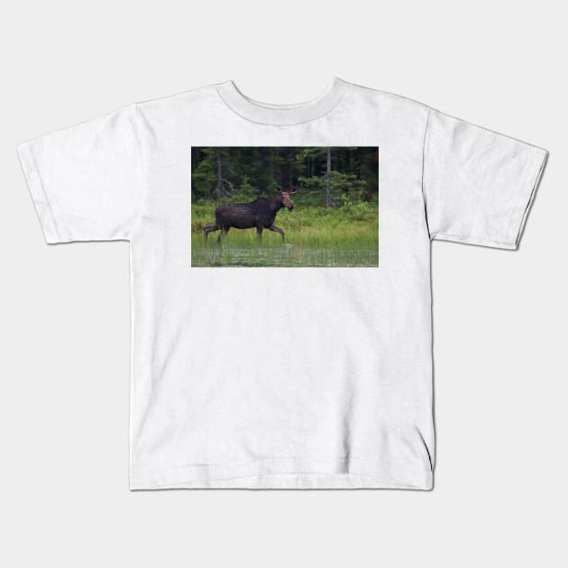 Moose on the loose, Algonquin Park, Canada Kids T-Shirt by Jim Cumming